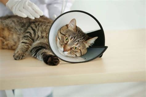 kedilerde ameliyatsız kalça çıkığı tedavisi